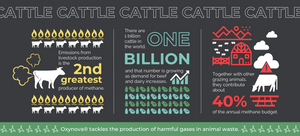 Cattle methane climate impact infographic