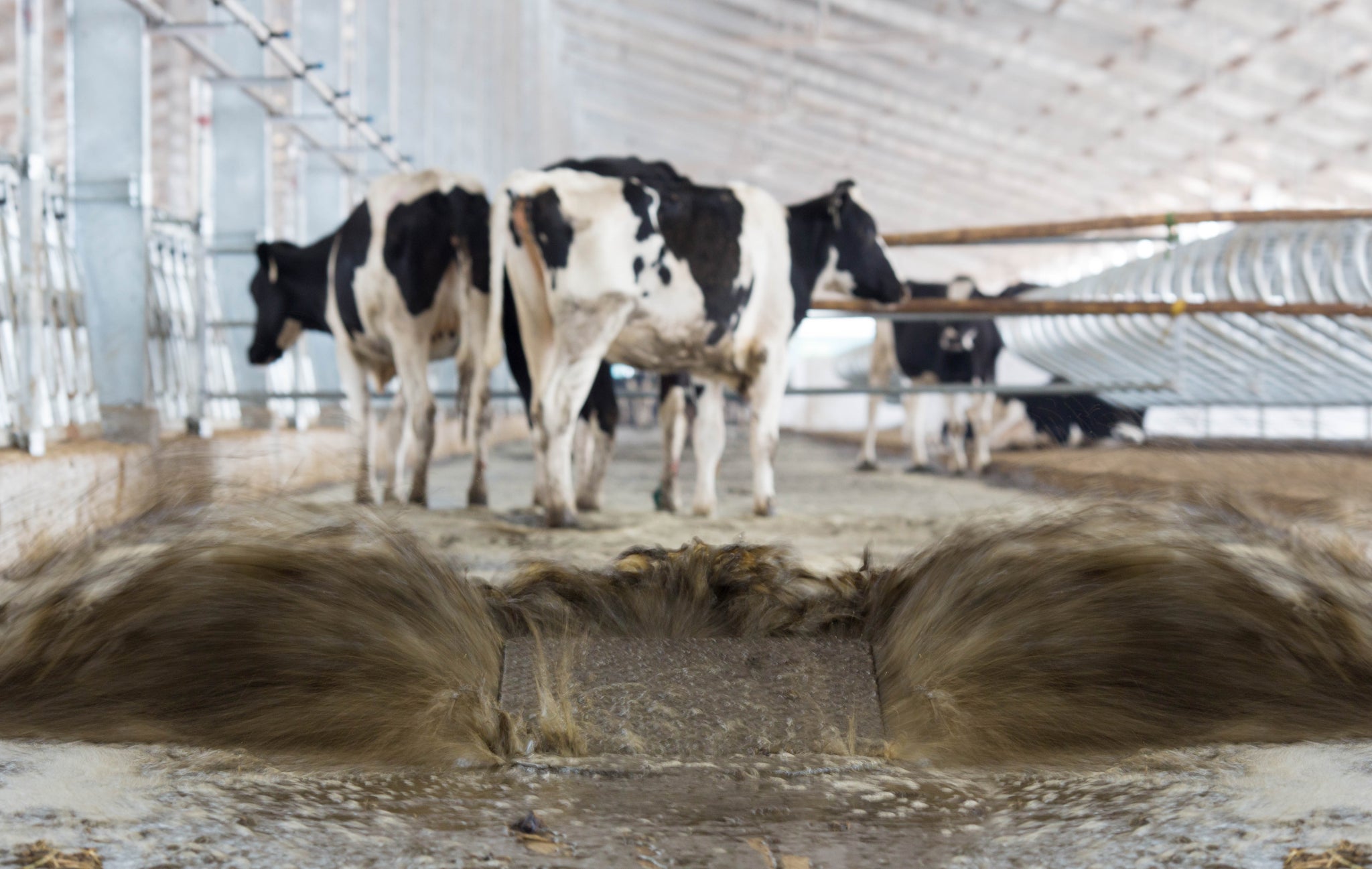 Slurry pit flushing in dairy farm with healthy cows