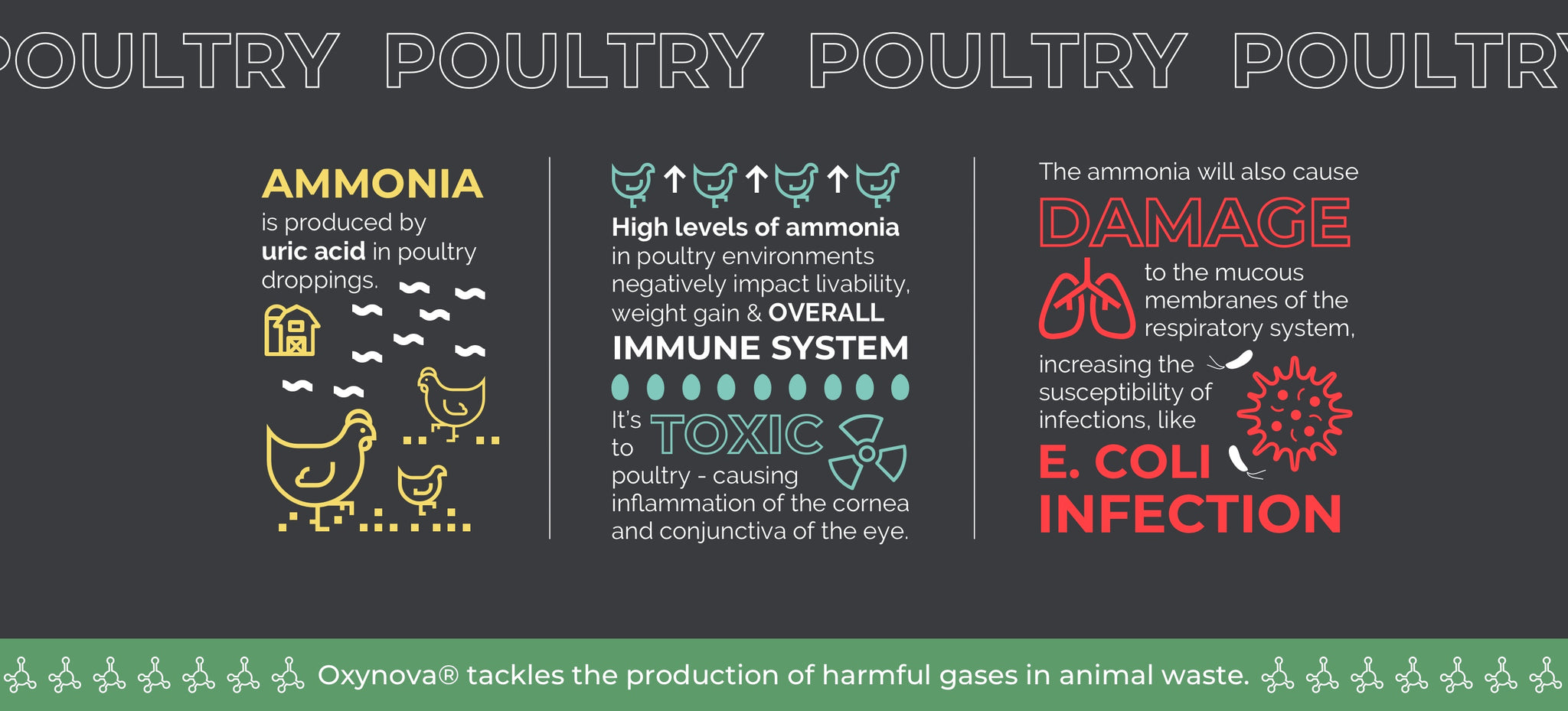 Poultry ammonia E. coli infection infographic