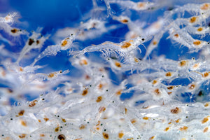 Shrimp swimming in aquaculture tank