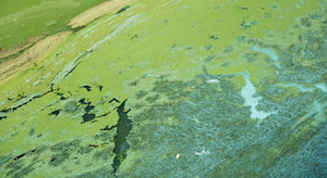 Algae green eutrophic waters