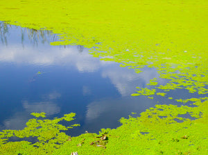 Algae in lake that needs environmental bioremediation because of eutrophication