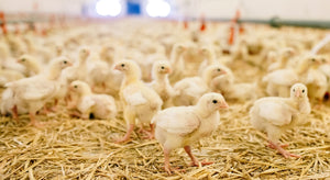 Chicks in poultry house with clean poultry beds